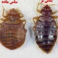 سم پاشی و ضد عفونی منازل مسکونی|خدمات نظافت|آبادان, |دیوار