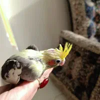 عروس هلندی|پرنده|محمدشهر, ولدآباد|دیوار