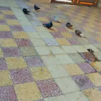 3عددکبوتر