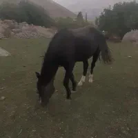 اسب|اسب و تجهیزات اسب‌سواری|موگوئی, |دیوار