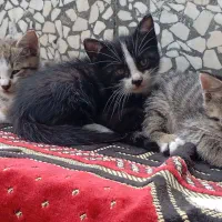 واگذار چند عدد بچه گربه|گربه|لولمان, |دیوار