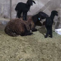 گوسفند قزل نژاد دار