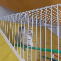 کوتوله برزیلی جفت خوشرنگ|پرنده|مشهد, تلگرد|دیوار