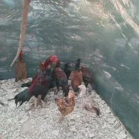 چندتا جوجه خروس دونه یک ملیون