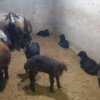 میش افشاری اصل