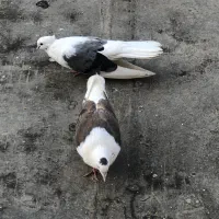 یک جفت دوکت بینظیر
