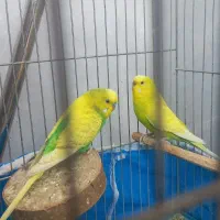 یک جفت مرغ عشق