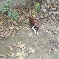 دنبلان یاب حرفه ای|سگ|کلاله, |دیوار