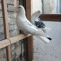 کبوتر پرشی  سوی.  قدیم