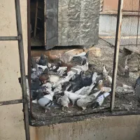 کفتر کتکی|پرنده|شیراز, گلکوب|دیوار