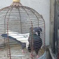 بهبهانی|پرنده|فیروزآباد (فارس), |دیوار