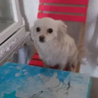 گمشده|حیوانات|محمدشهر, محمدشهر|دیوار