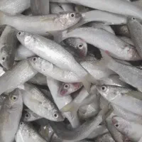 تورماهیگیری جاروفی میدی بیاحی کنارساحل دریا