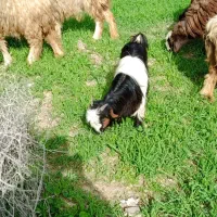 تیشتر|حیوانات مزرعه|مسجد سلیمان, |دیوار