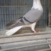 واز دمگیر گچی