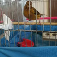 قناری سرخ اصیل و مقداری وسایل