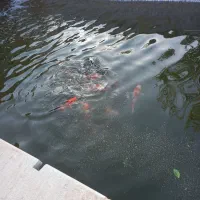 غذا ماهی کوی وداروی آبزیان