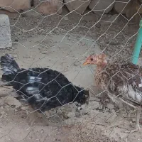 فروش خروس ومرغ محلی|حیوانات مزرعه|خورموج, |دیوار