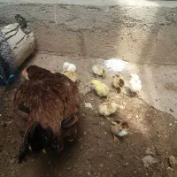 مرغ لاری باجوجه