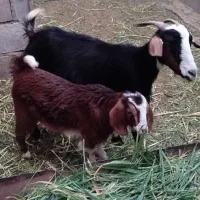 بز و بزغاله