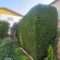هرس کاری  سم پاشی علف تراشی قیمت مناسب
