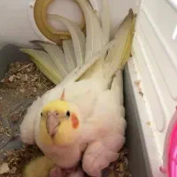 عروس هلندی گم شده