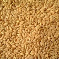 گندم مادر سم زده اصلاح شده