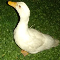 یک عدد اردک