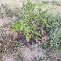 باغ در مرند|فروش زمین و ملک کلنگی|کشکسرای, |دیوار