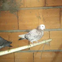 کبوترپرشی|پرنده|بابل, |دیوار