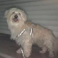 سگ شیتزو تریر 4ساله