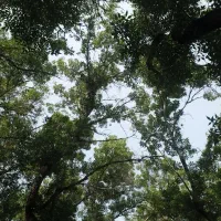 باغستان-ثامن