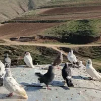 کفتر|پرنده|گرمی, |دیوار