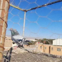 جفت سبز خطی نروماده بشرط