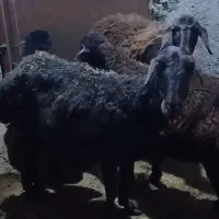 فروش دوراس میش بره دار