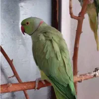 گمشده ملنگو