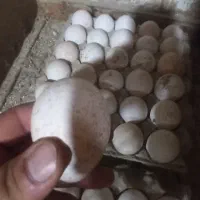 تخم نطفه دار بوقلمون بوربرون و بزنر|حیوانات مزرعه|ورامین, خیر آباد|دیوار