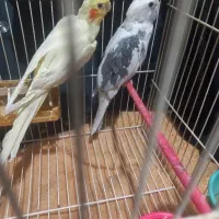 عروس هلندی فروش فوری|پرنده|چناران, |دیوار