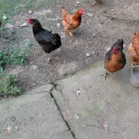 فروش مرغ تخم زا