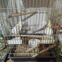 پانزده جفت عروس هلندی تخم گذار فروش فوری|پرنده|شاهین‌شهر, امام حسین|دیوار