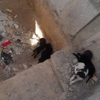 سگ .|سگ|ازنا, |دیوار