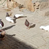 کبوترکله سرخ وطوقی|پرنده|اصفهان, بهارستان|دیوار