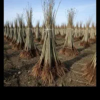 تضمینی ترین نهال های شناسنامه در نهالستان