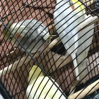 3 عدد عروس هلندی زعفرانی گلباقالی لوتینو