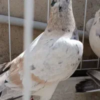 ۴عدد ماده خطی درجه یک همه جوان تخم کن