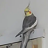 عروس هلندی نر سخنگو