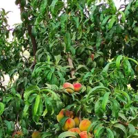 نهال هلو|گل و گیاه طبیعی|تهران, آرارات|دیوار