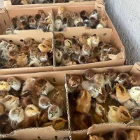 مجموع طیورسلامت ولیعصر جوجه رنگی اردک )محلی گوشتی|حیوانات مزرعه|تهران, بازار|دیوار