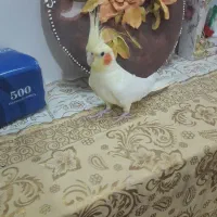 عروس هلندی