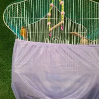 ۲عدد قناری نر وماده|پرنده|تهران, فلسطین (میدان انقلاب)|دیوار